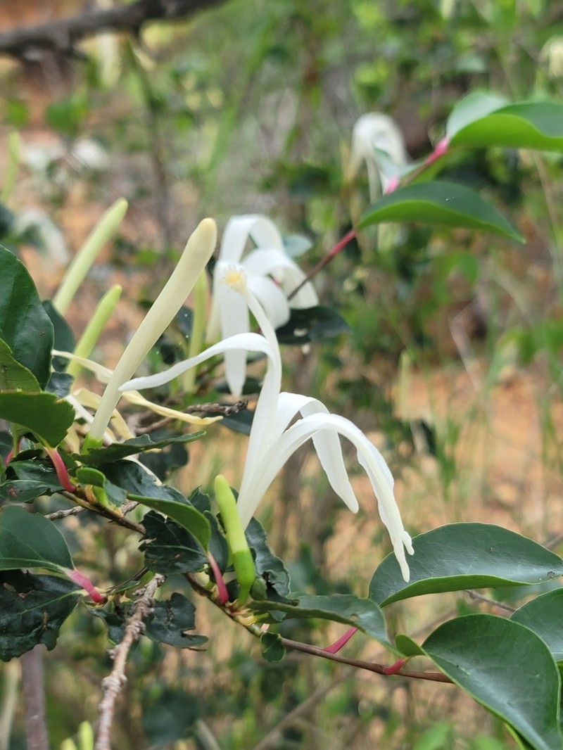 Humbertioturraea rhamnifolia photo 4