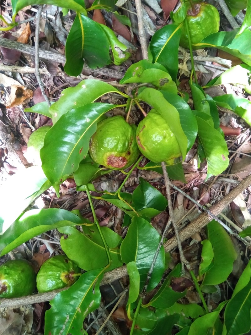 Humbertioturraea rhamnifolia photo 5