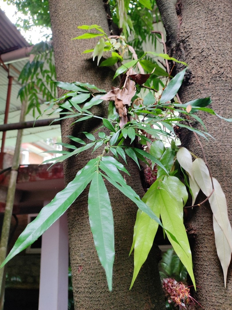 Humboldtia bourdillonii photo 2