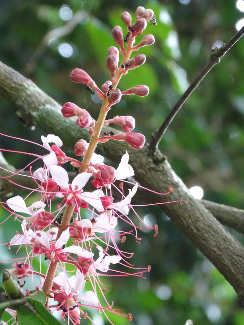 Humboldtia brunonis