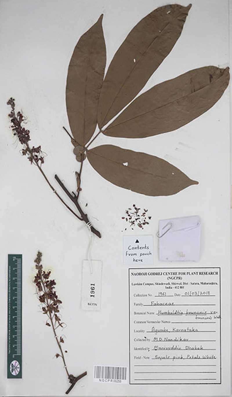 Humboldtia brunonis var. brunonis