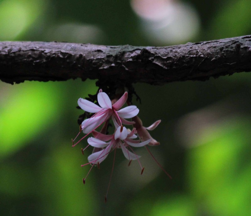 Humboldtia decurrens