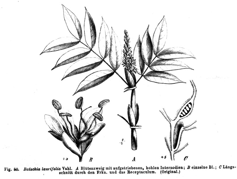 Humboldtia laurifolia