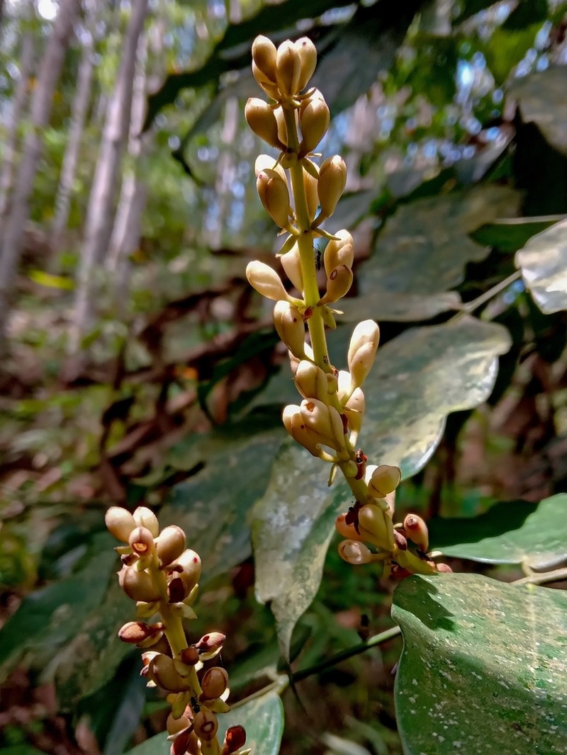 Humboldtia laurifolia photo 2