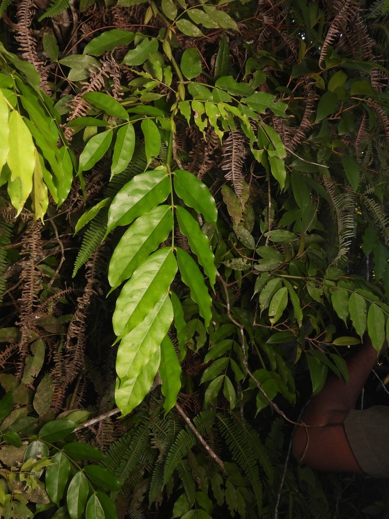 Humboldtia laurifolia photo 3