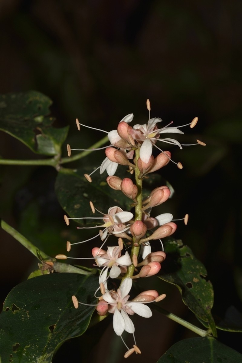 Humboldtia laurifolia photo 4