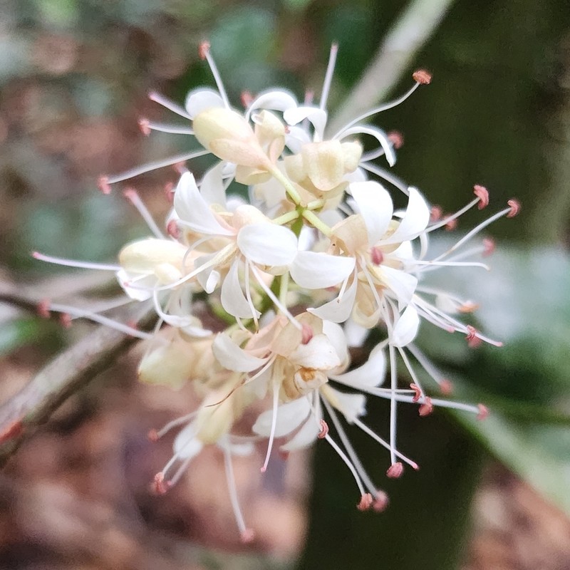 Humboldtia laurifolia photo 5