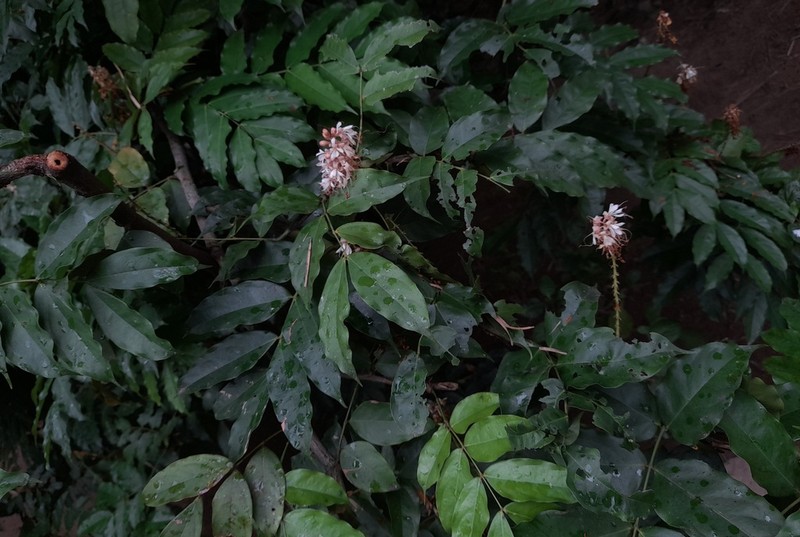 Humboldtia laurifolia photo 7