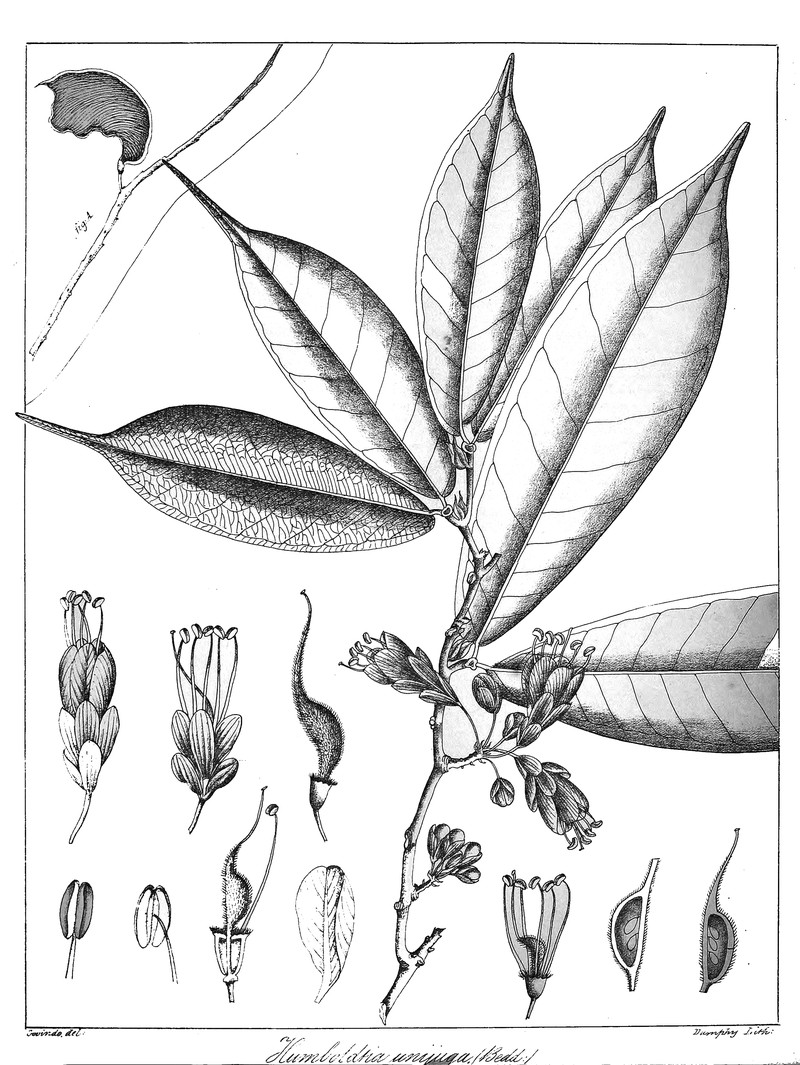 Humboldtia unijuga