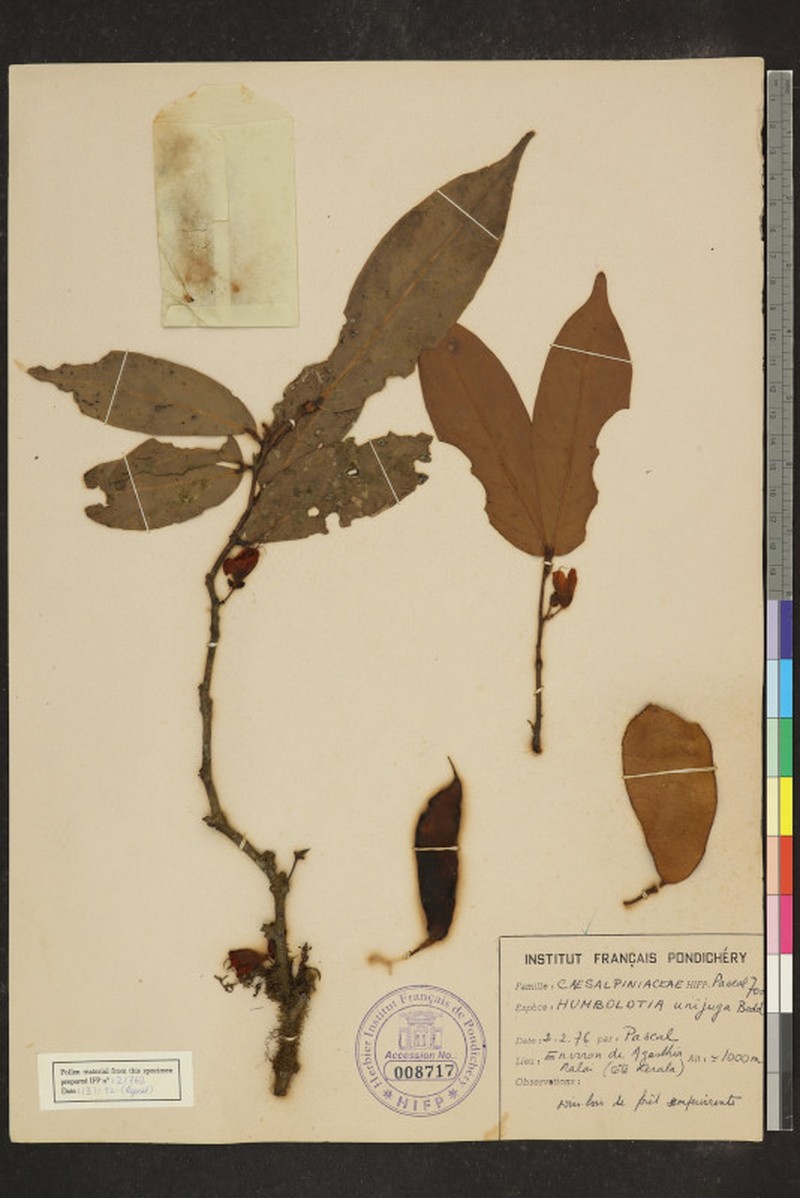 Humboldtia unijuga var. unijuga