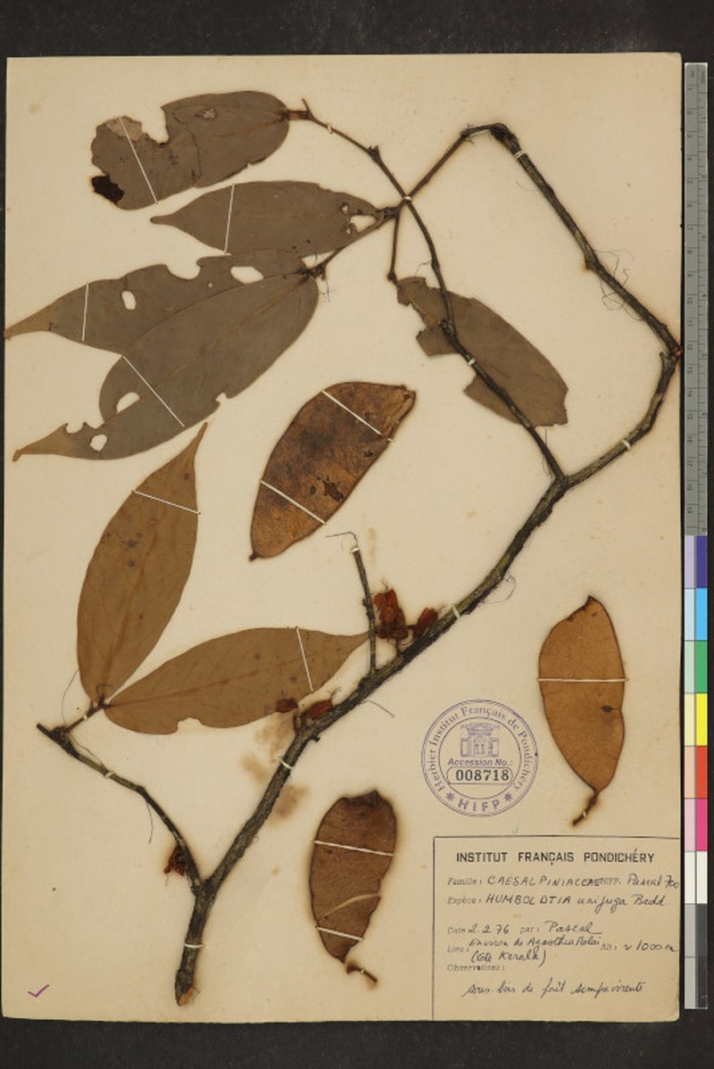 Humboldtia unijuga var. unijuga photo 2