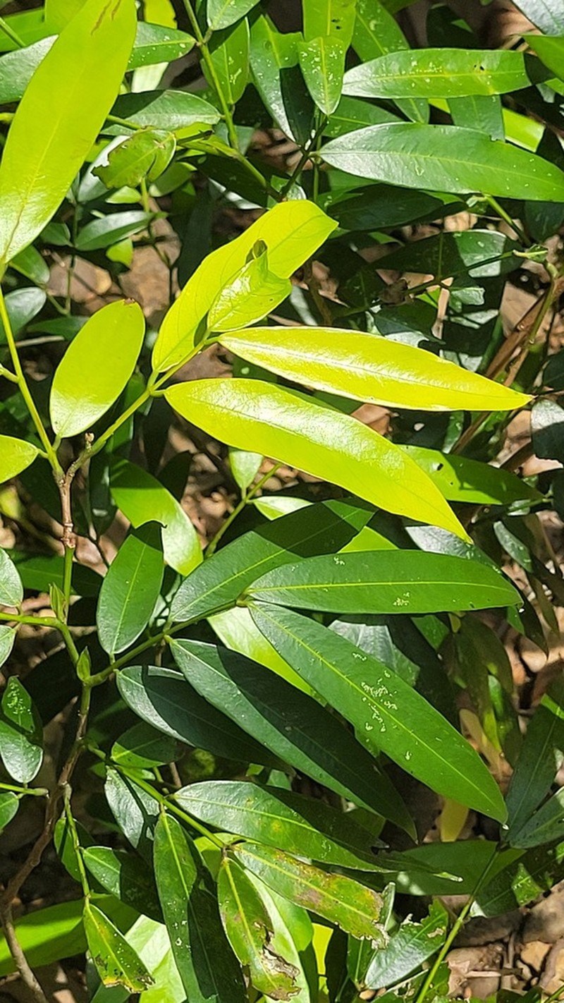 Humboldtia vahliana