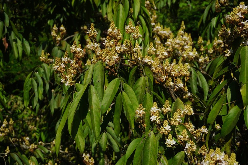 Humboldtia vahliana photo 3