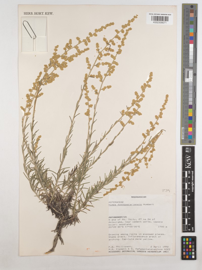 Humeocline madagascariensis