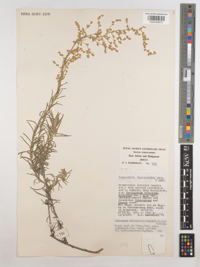 Humeocline madagascariensis photo 2