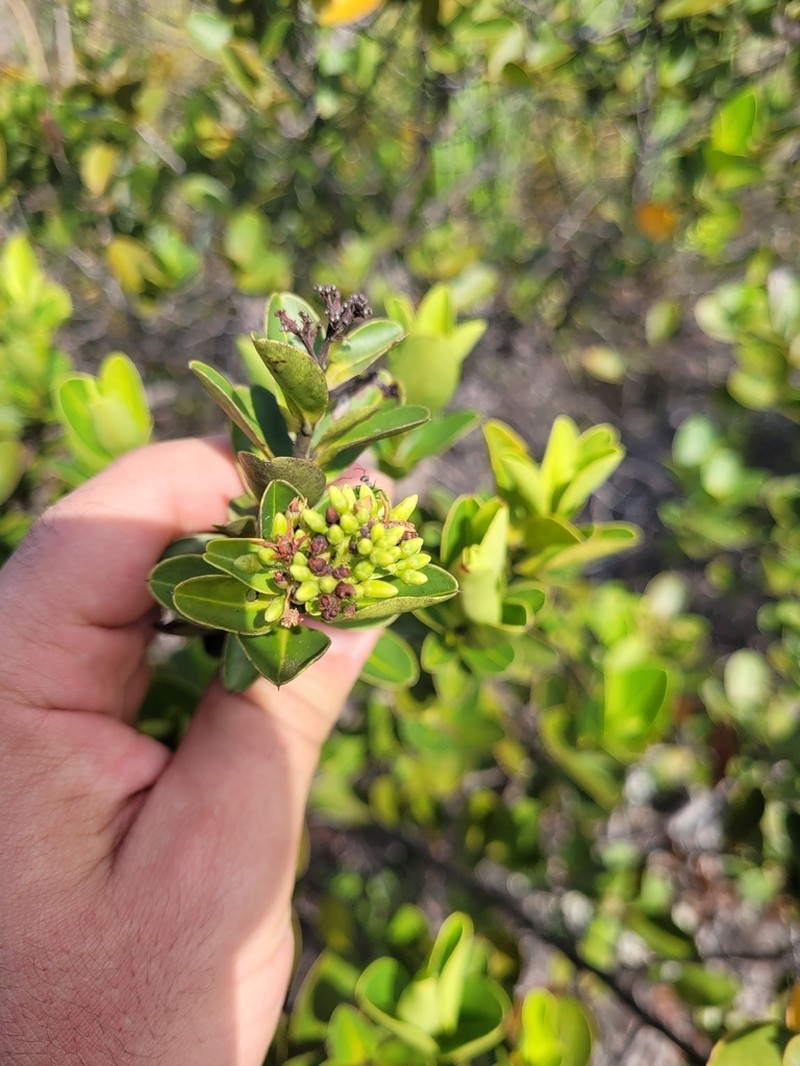Humiria balsamifera