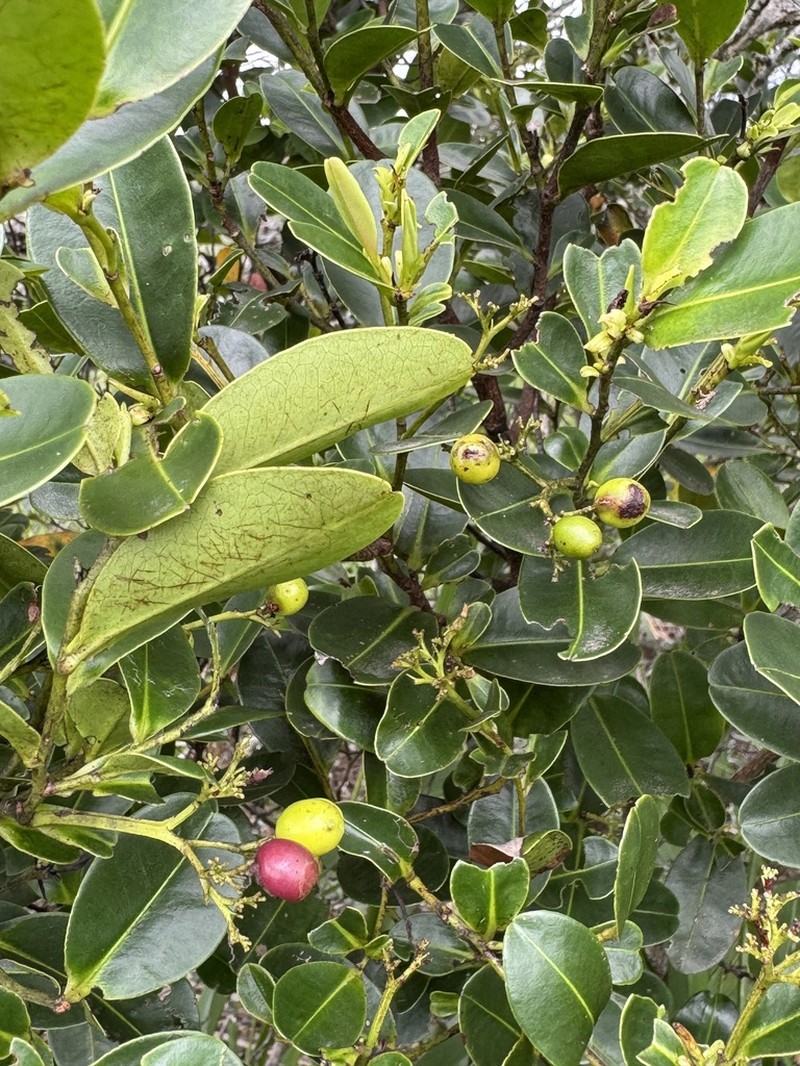 Humiria balsamifera photo 2
