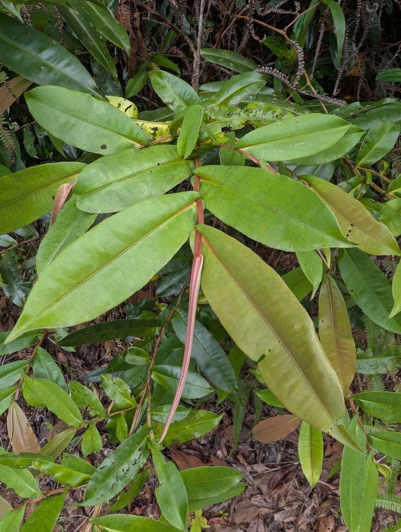 Humiria balsamifera photo 3