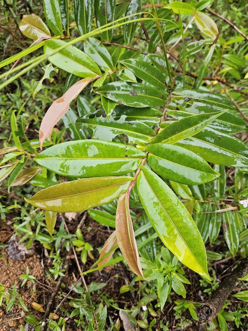 Humiria balsamifera photo 4
