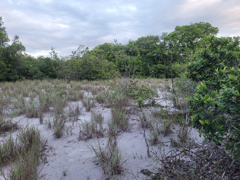 Humiria balsamifera photo 5