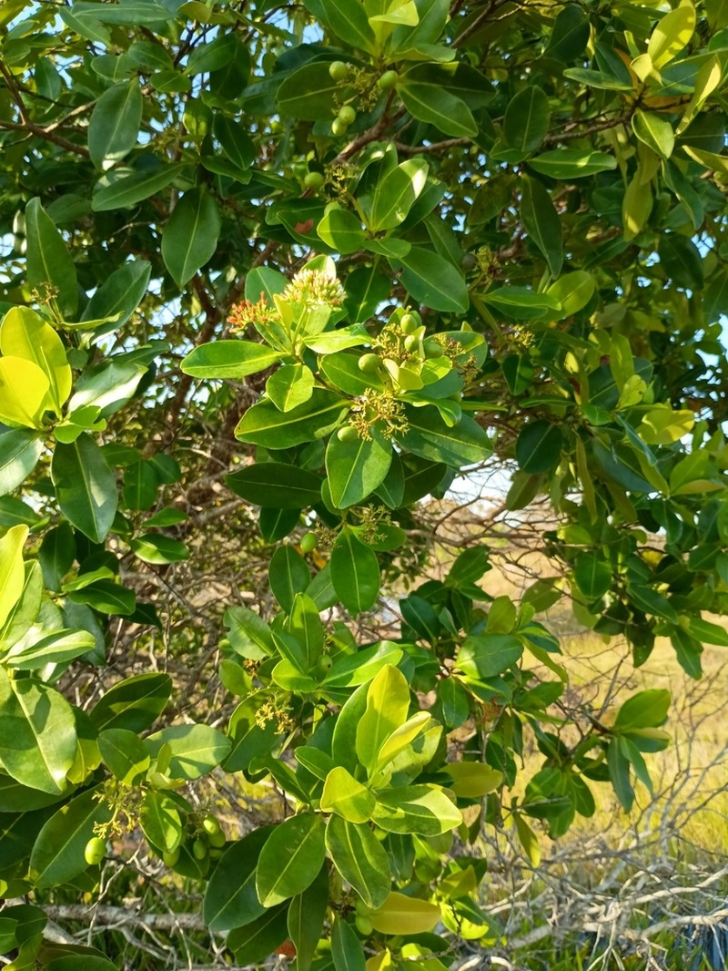Humiria balsamifera photo 6