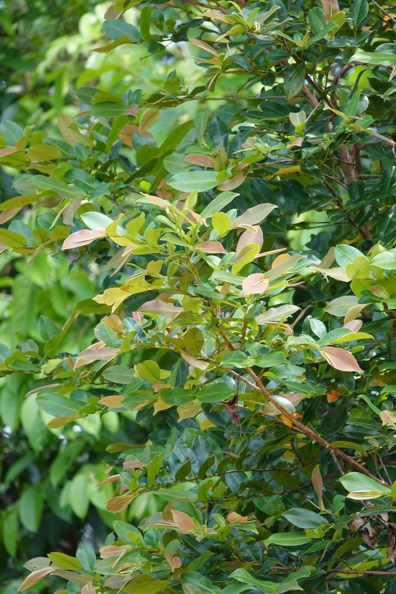 Humiria balsamifera photo 7