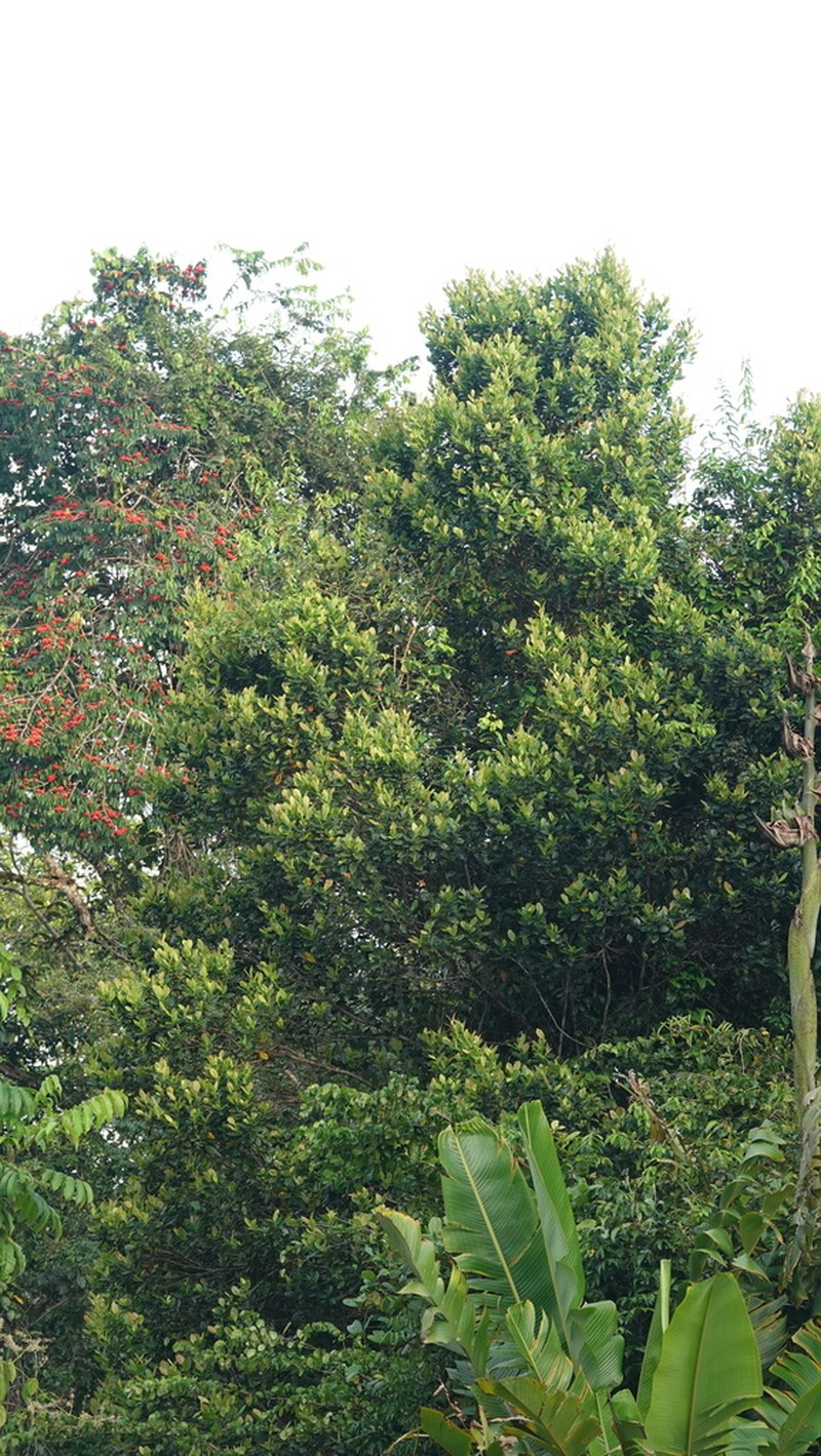 Humiria balsamifera photo 8