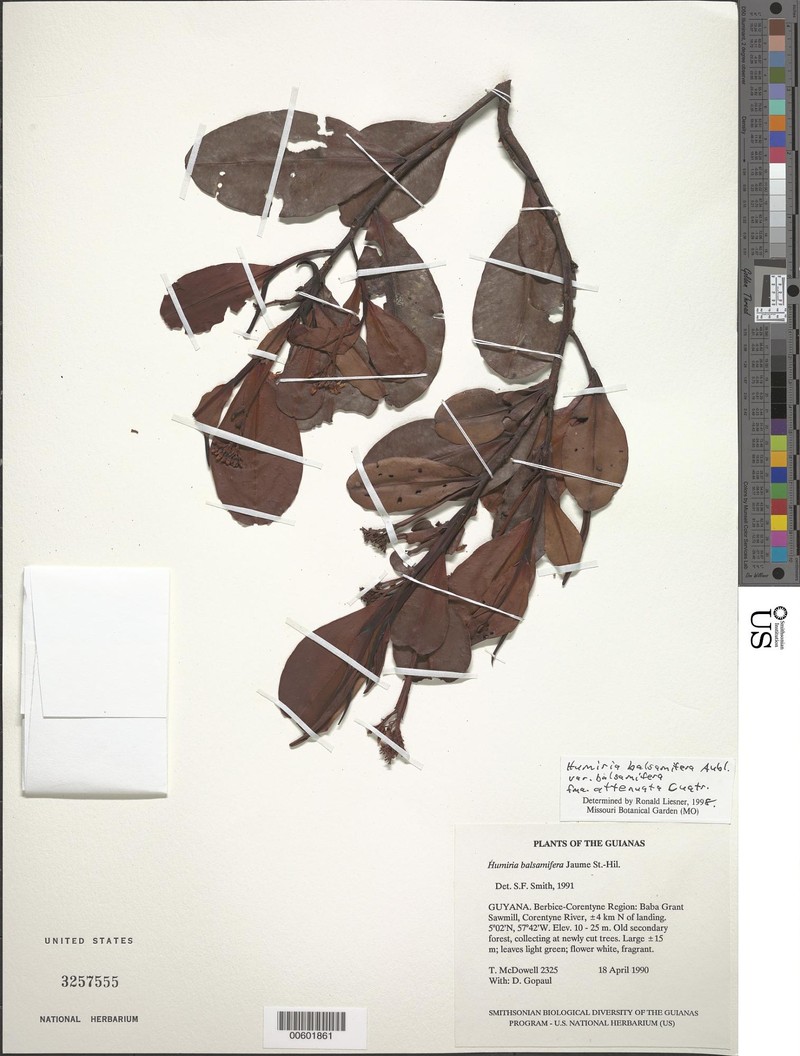 Humiria balsamifera f. attenuata