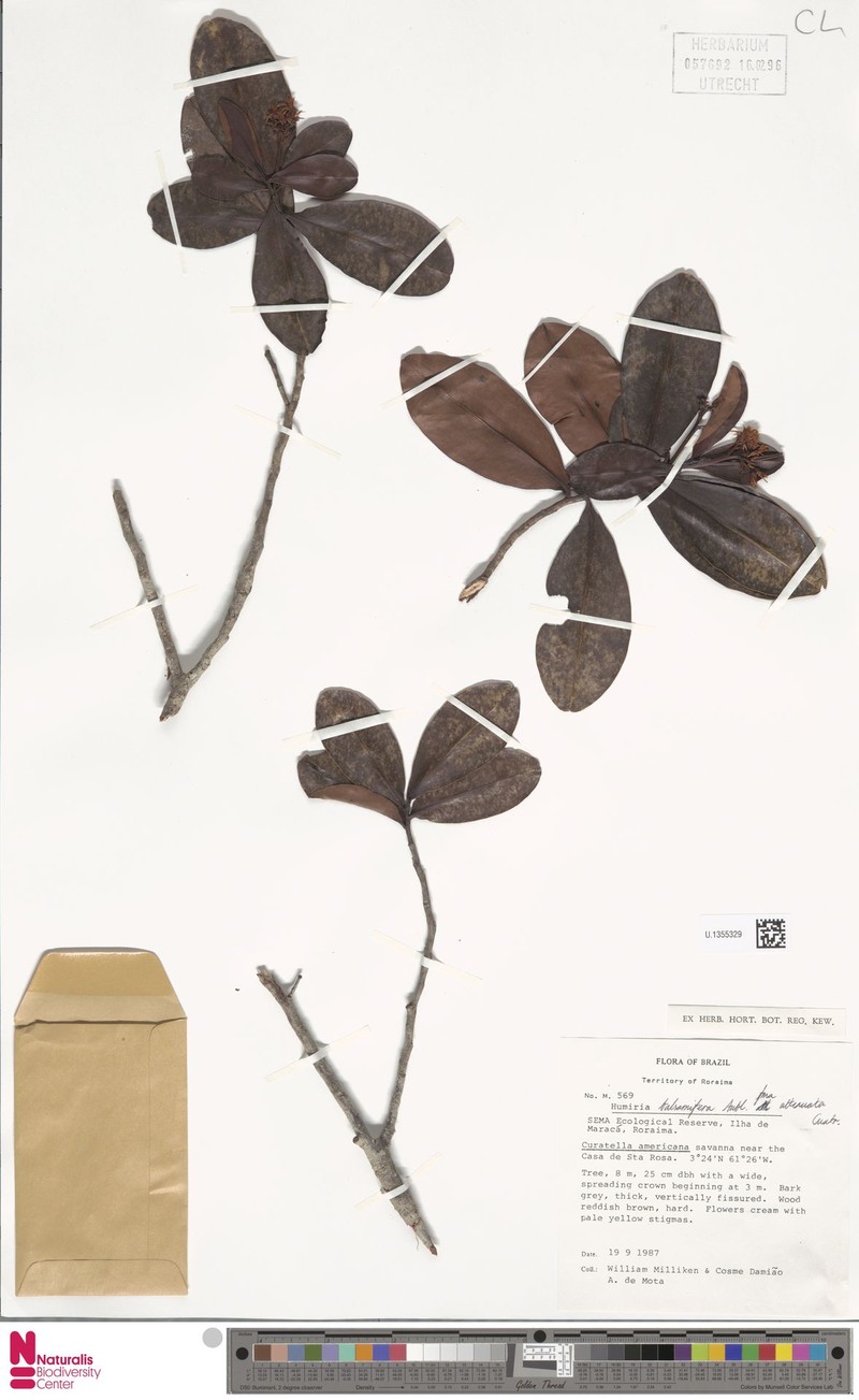 Humiria balsamifera f. attenuata photo 2