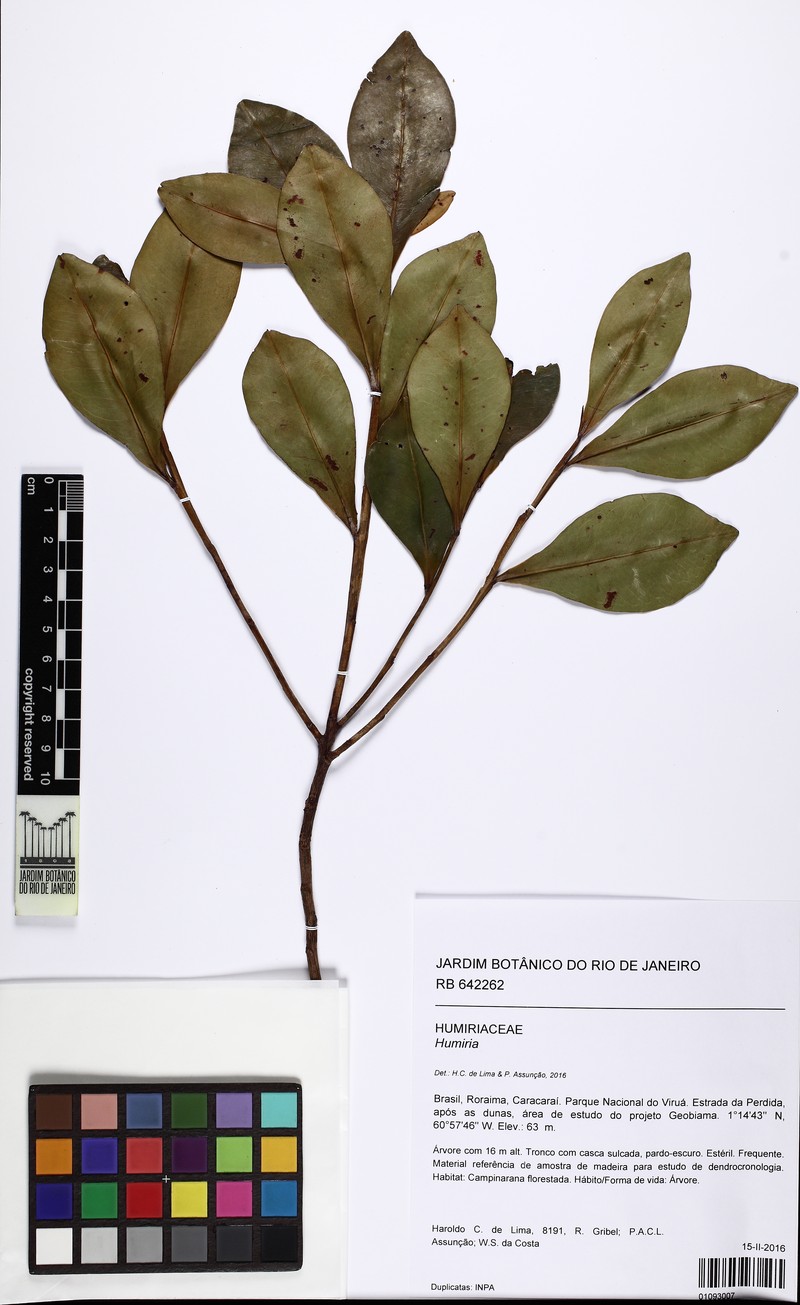 Humiria balsamifera var. balsamifera