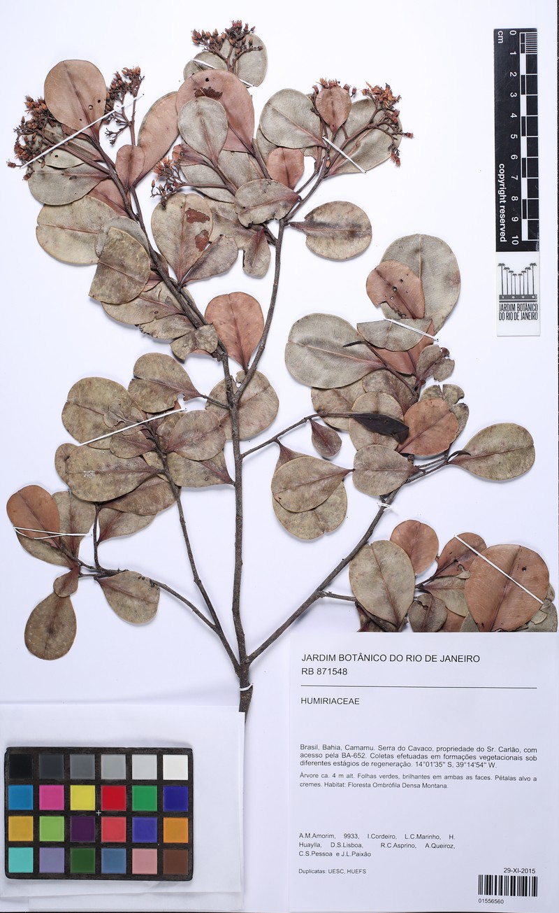 Humiria balsamifera var. balsamifera photo 2