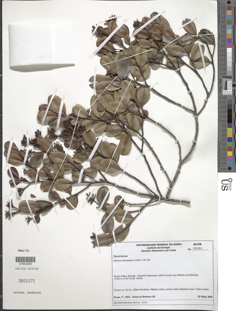 Humiria balsamifera var. balsamifera photo 3