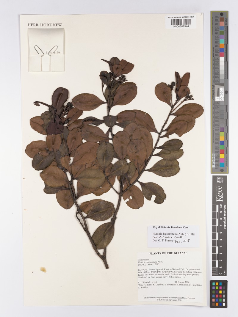 Humiria balsamifera var. coriacea