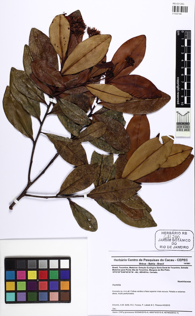 Humiria balsamifera var. floribunda