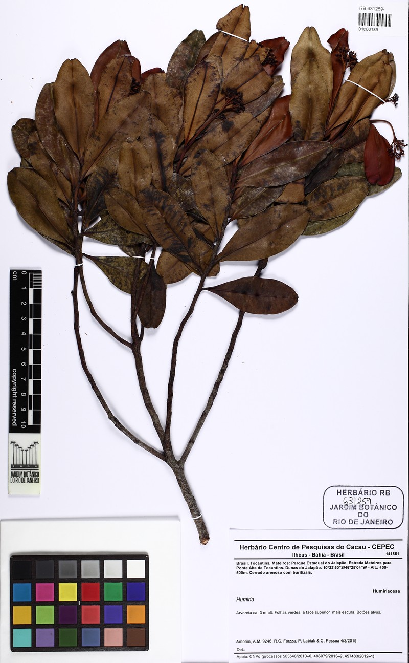 Humiria balsamifera var. floribunda photo 2