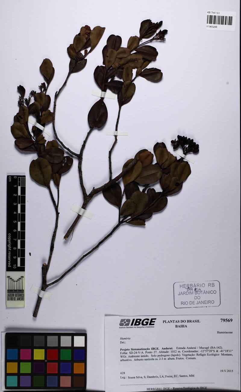 Humiria balsamifera var. floribunda photo 3