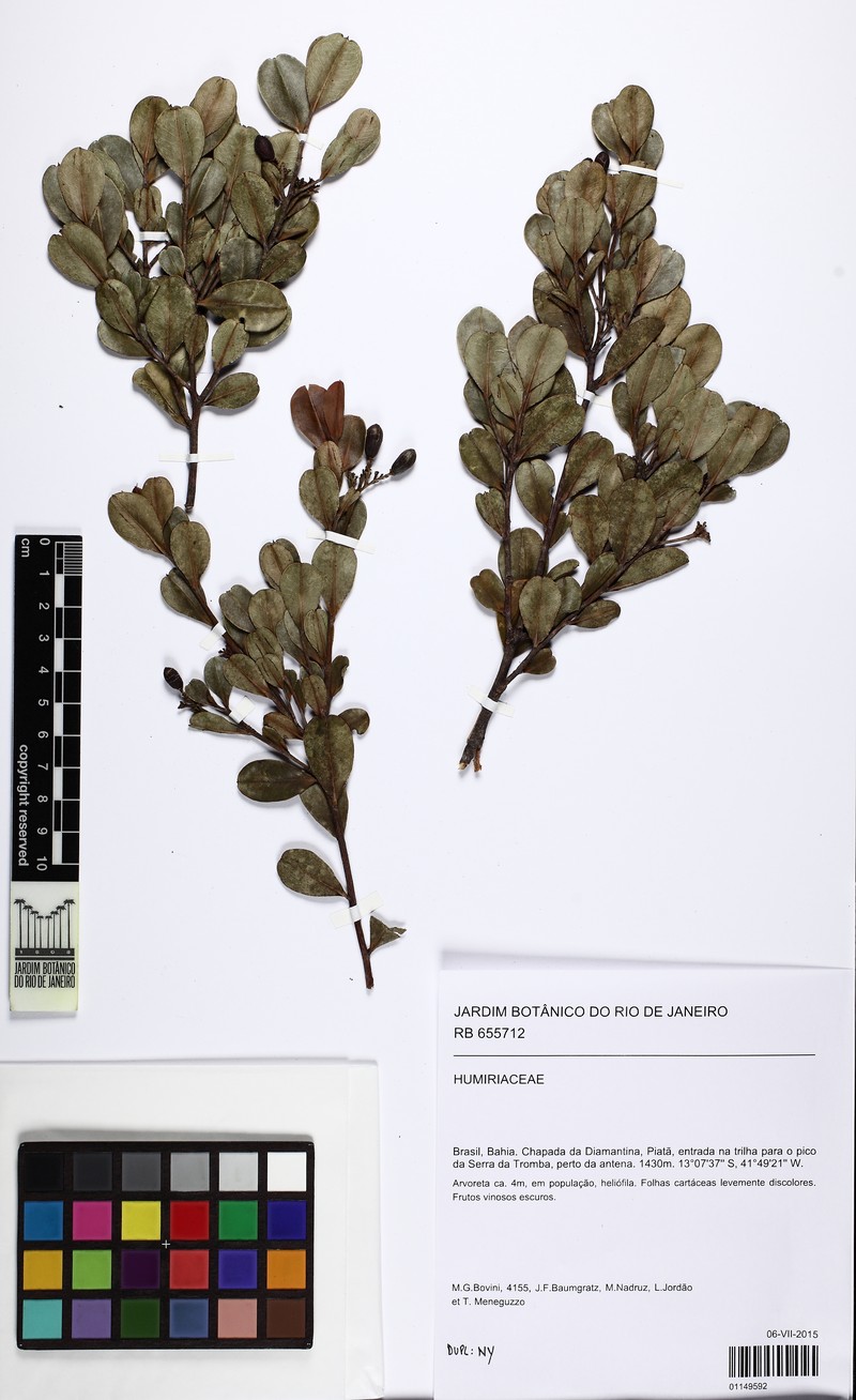 Humiria balsamifera var. floribunda photo 4