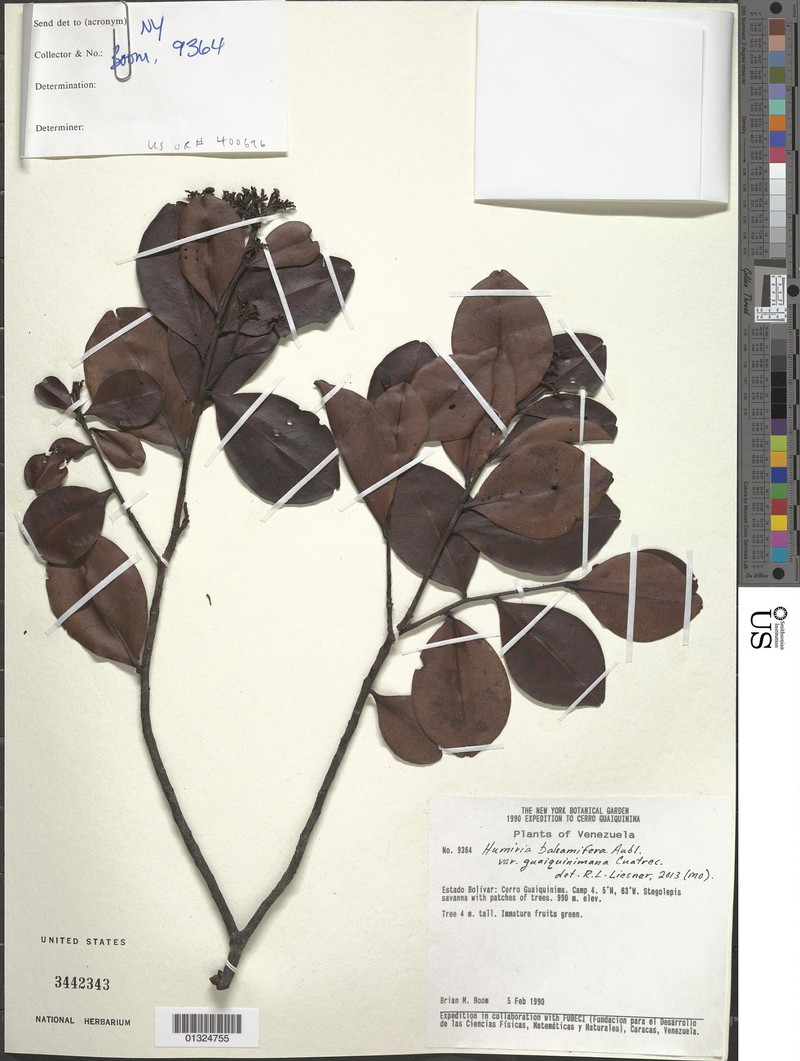 Humiria balsamifera var. guaiquinimana