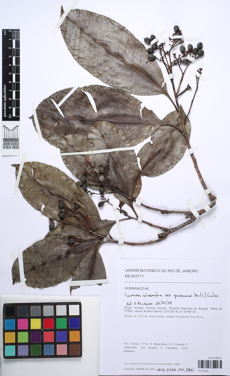 Humiria balsamifera var. guianensis