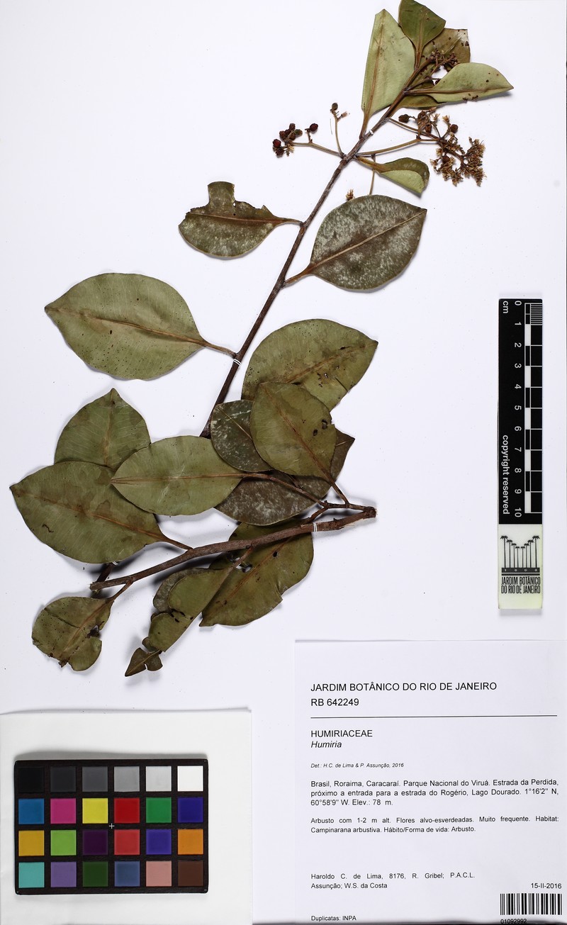 Humiria balsamifera var. guianensis photo 2