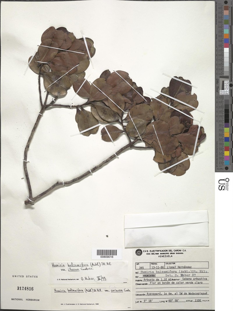 Humiria balsamifera var. iluana