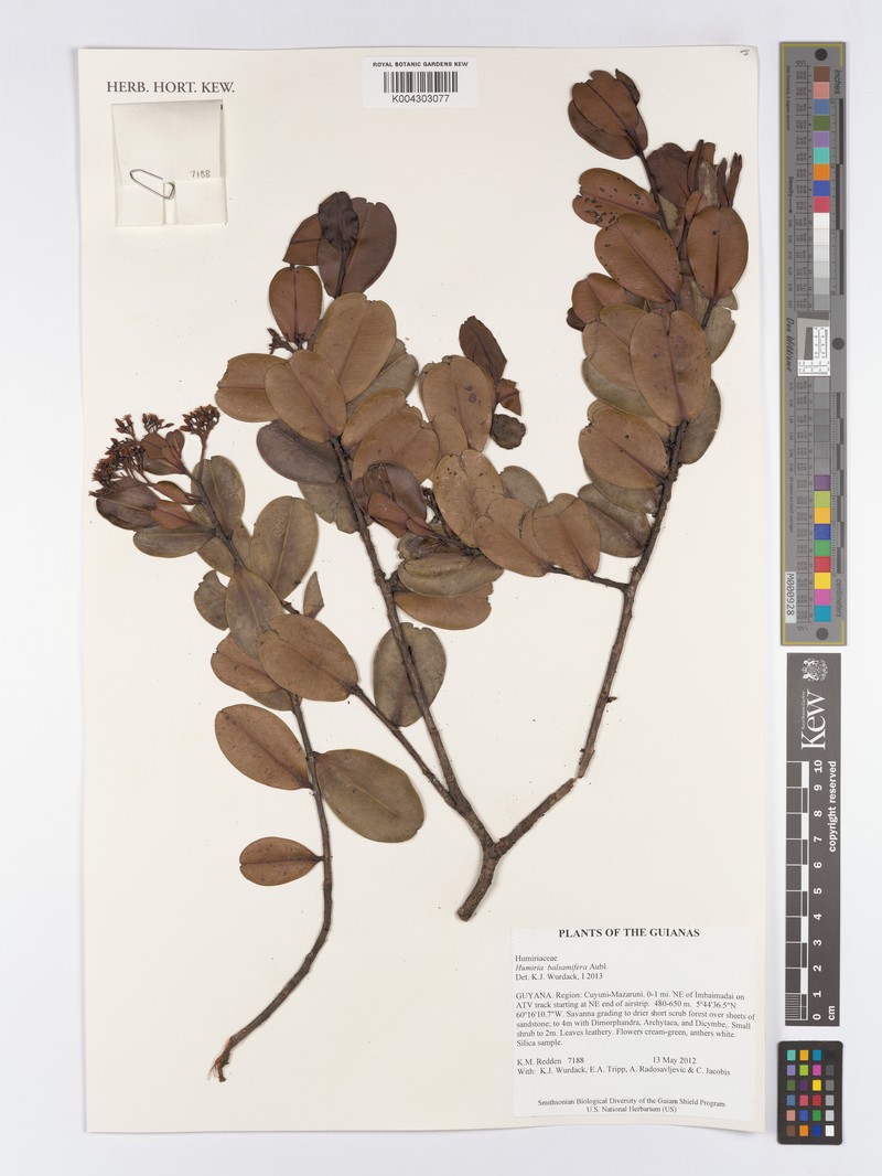 Humiria balsamifera var. imbaimadaiensis