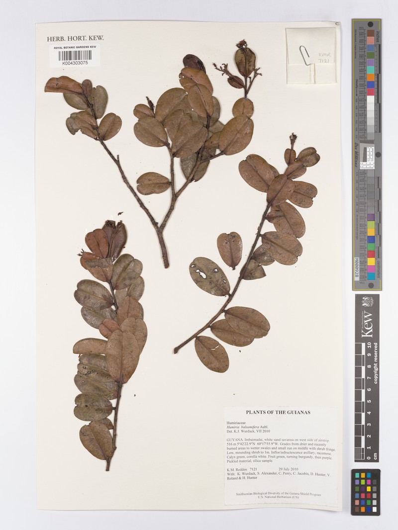 Humiria balsamifera var. imbaimadaiensis photo 2