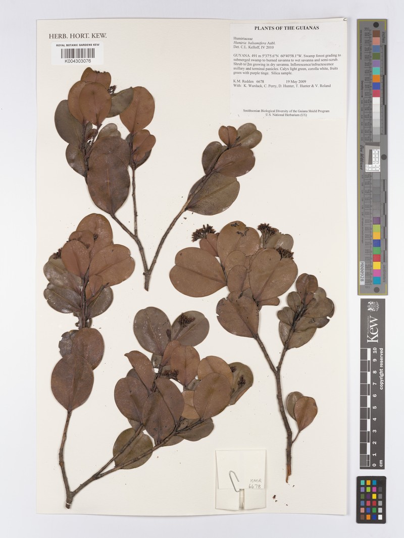 Humiria balsamifera var. imbaimadaiensis photo 3