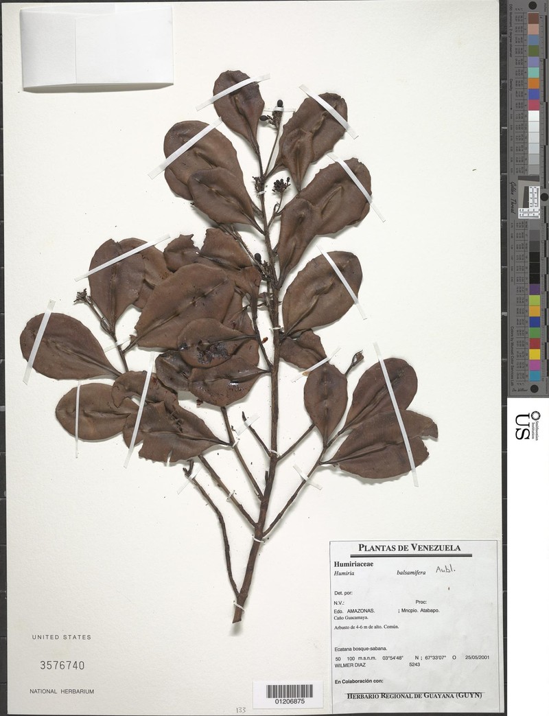 Humiria balsamifera var. imbaimadaiensis photo 4