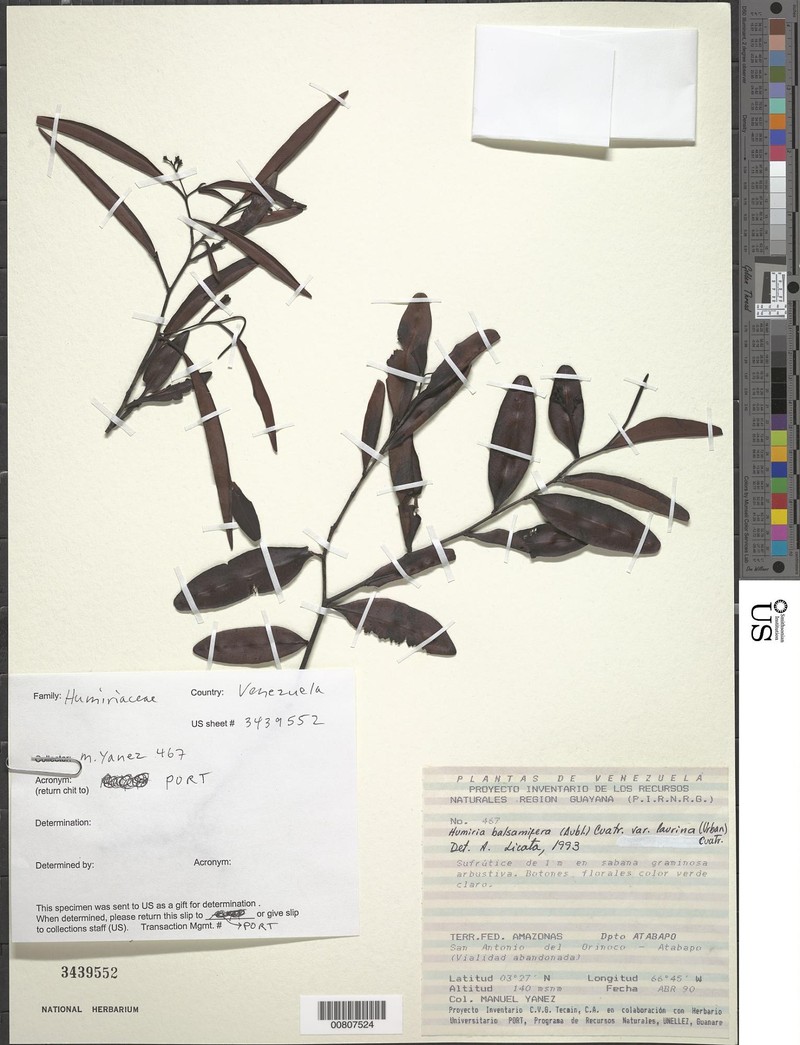 Humiria balsamifera var. laurina
