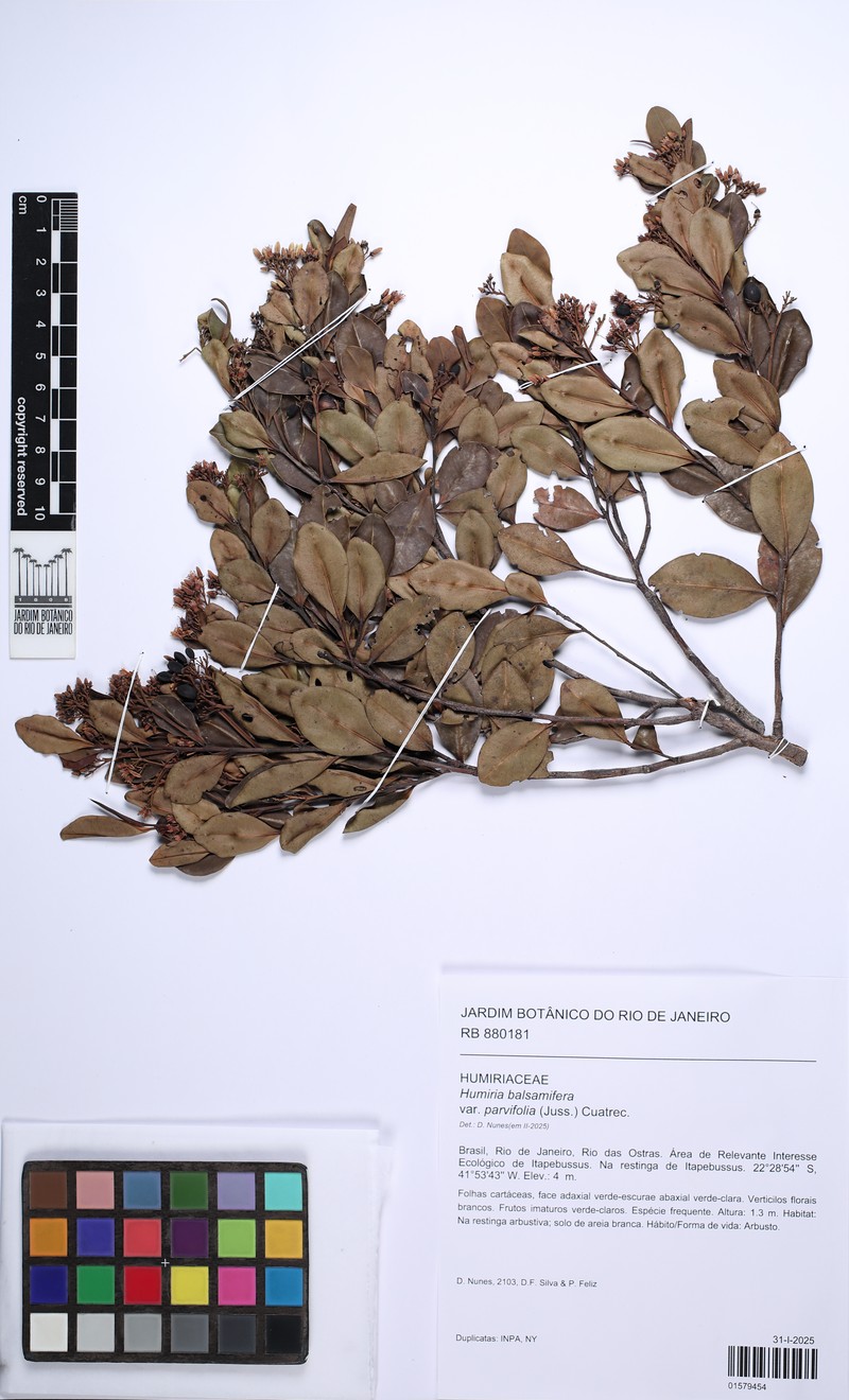 Humiria balsamifera var. parvifolia