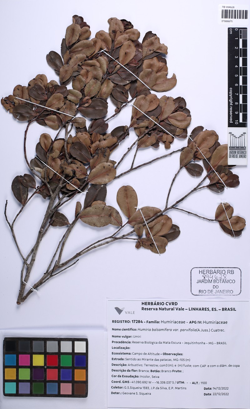 Humiria balsamifera var. parvifolia photo 2
