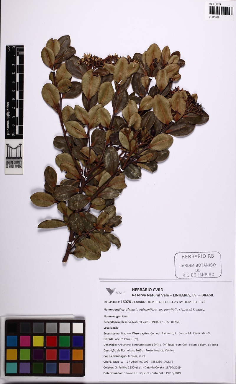 Humiria balsamifera var. parvifolia photo 3