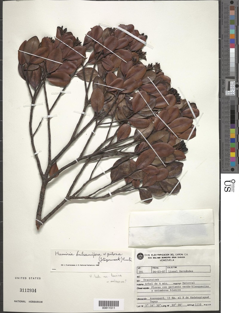 Humiria balsamifera var. pilosa